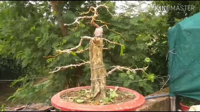 a beautiful... murraya paniculata bonsai.... (Kamini bonsai) смотреть онлайн