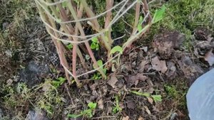 Как укрыть крупнолистные гортензии на зиму. #гортензия#моишестьсоток#хештег