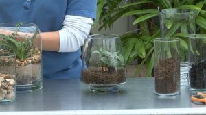 Making Terrariums - Meijer Gardens Gardening Demonstration