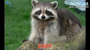 ЛЕСНЫЕ ЖИВОТНЫЕ. УЧИМ СЛОВА и ЗВУКИ по картинкам. ПЕРВЫЕ слова для детей.