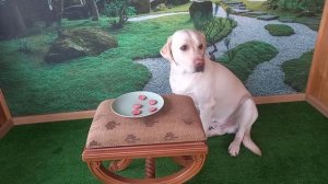 собаки породы лабрадор очень умные