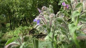 Есть такой медонос -  огуречная трава