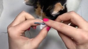 Бактус крючком. Справится даже начинающий мастер. Бесплатный МК.