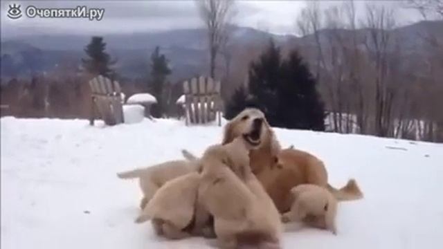 Щенки прелесть смотреть онлайн