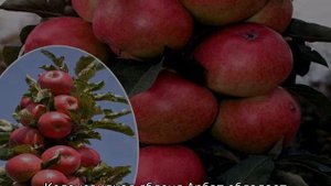 Яблоня Арбат колоновидная