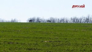 Хортая борзая. Собака на охоте.