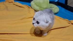 Смотри какой я злой и страшный Котёнок ? и конечно красивый ?