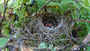 ПТИЧЬЕ ГНЕЗДО! ОТ ЯЙЦА ДО ВЫЛЕТА! BIRD'S NEST! FROM EGG TO FLIGHT!