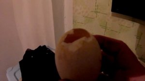 Инкубация//Гусята//Помогаем вылупляться