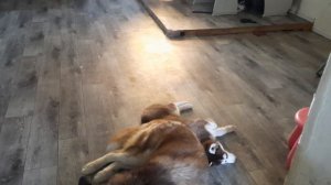 НЕРАЗЛУЧНЫЕ ХАСКИ  ОТЕЦ и ДОЧЬ