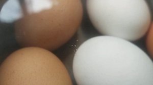 Залил сырые яйца кипятком. Меня ждал сюрприз. Может кто отгадку знает что это? Или какие идеи есть?