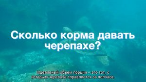 Как часто кормить черепах?