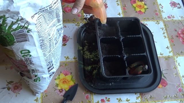 Размножаем лобелию