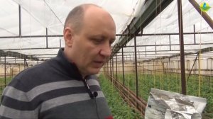 Стрессы на растениях? Препарат Натурамин предотвращает стресс.