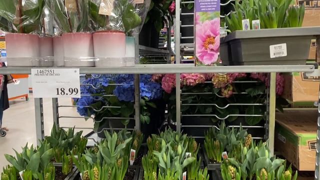 Costco has new plants such as Hydrangeas, Tulips and Blueberries, Cranberries and more 03 22, 2023 смотреть онлайн