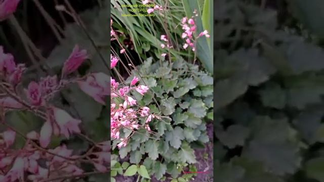 Цветы у памятника Бусыгина в Нижнем Новгороде #дневникоптимистки