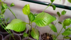 Саженцы фисташки Акбари 25 день из семян в домашних условиях. Small Gardens