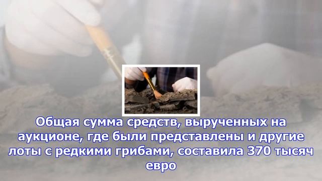 Белый трюфель продан на торгах в италии за рекордные 75 тысяч евро