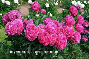 Популярные сорта пионов