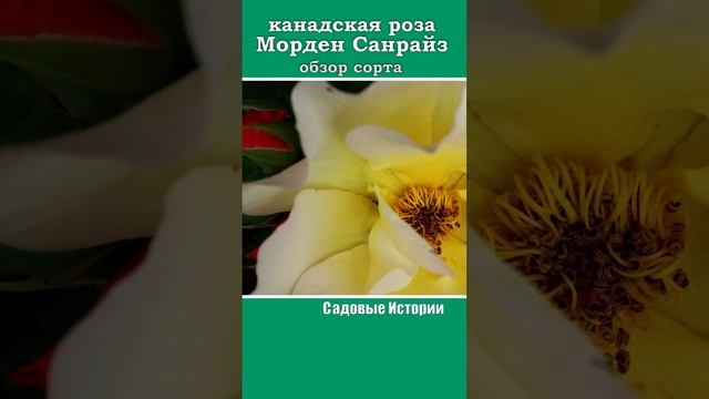 роза Морден Санрайз #видеоЭнциклопедияРоз