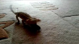 Бородатая агама против самых больших тараканов в мире (Детям не смотреть)