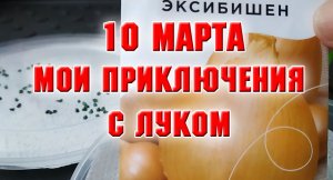 10 марта. Мои приключения с луком Эксибишен