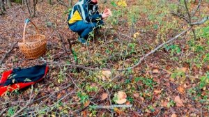 Анапа ноябрь 2017 грибные места Натухаевская Гостогай Куматырь