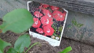 Розы фларибунда Плантен Ун Блюмен и Хансештадт Росток. Planten un Blomen.