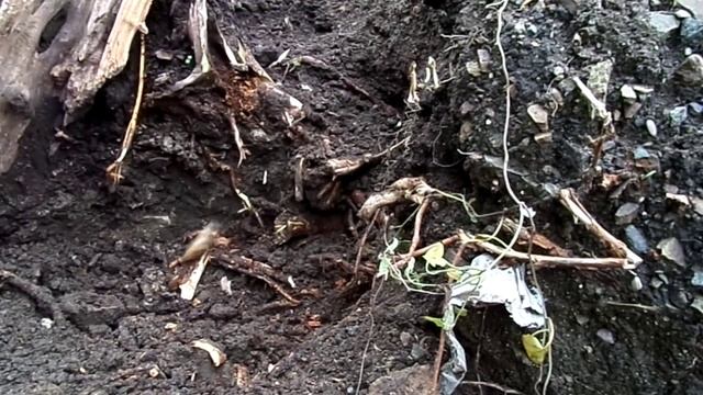 Как выкорчевывать пень вручную / How to uproot the stump manually смотреть онлайн