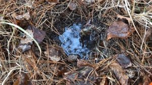 Как перезимовали рододендроны в горшках в саду и Моральник - алтайская сакура