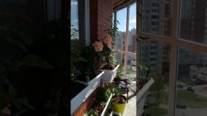 Розы на балконе