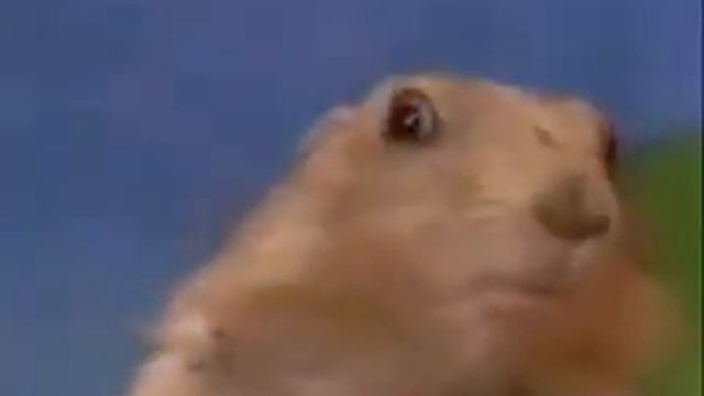 Ох, уж эти животные смотреть онлайн