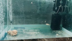 карпы кои в аквариуме 7 день 24.05.2020 содержания в аквариуме 300 литров