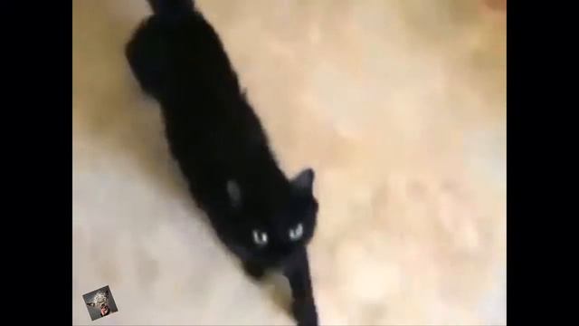 Жесть!Угар!Кот знаетчто делать!