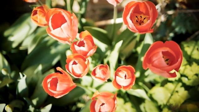 Береги свою речь. Смысл и законы достойной речи. Урок 62