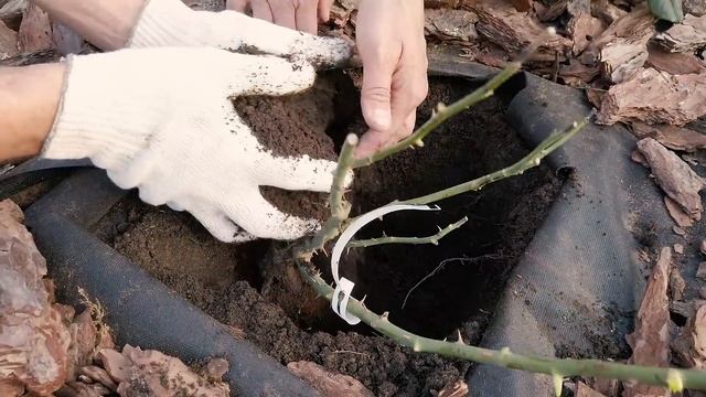 Как сажать розы с мульчой из коры смотреть онлайн