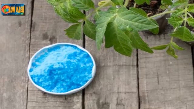 Чем полить грядку для защиты от фитофторы осенью? смотреть онлайн