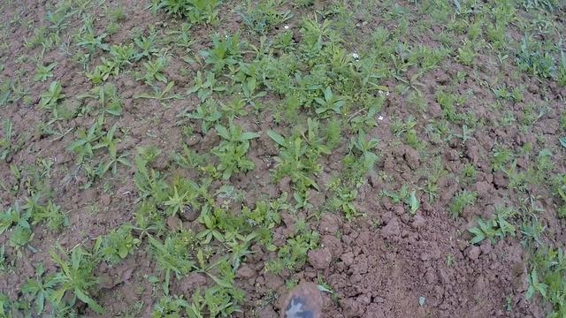 Коп монет . Поиск с металлоискателем XP ORX смотреть онлайн