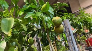 Обзор цитрусов: помело и грейпфруты