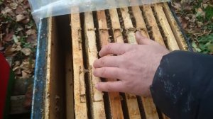 Сравнение карники и бакфаст