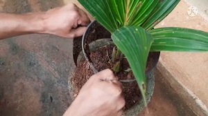 COCONUT BONSAI