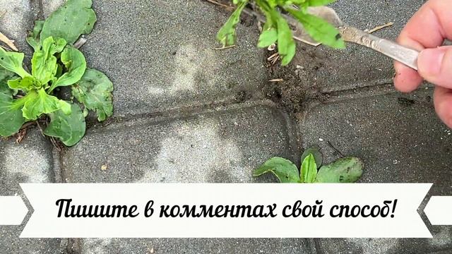 ТРАВА на ДОРОЖКАХ между плиток/ Как быстро убрать/ За 1 минуту/  СУПЕР средство
