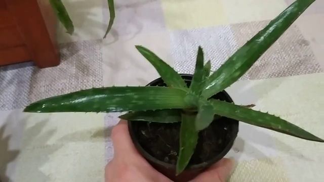 КОМНАТНЫЙ ЦВЕТНИК. КОМНАТНЫЕ РАСТЕНИЯ - ЛЕКАРИ. АЛОЭ - МОЯ КОЛЛЕКЦИЯ