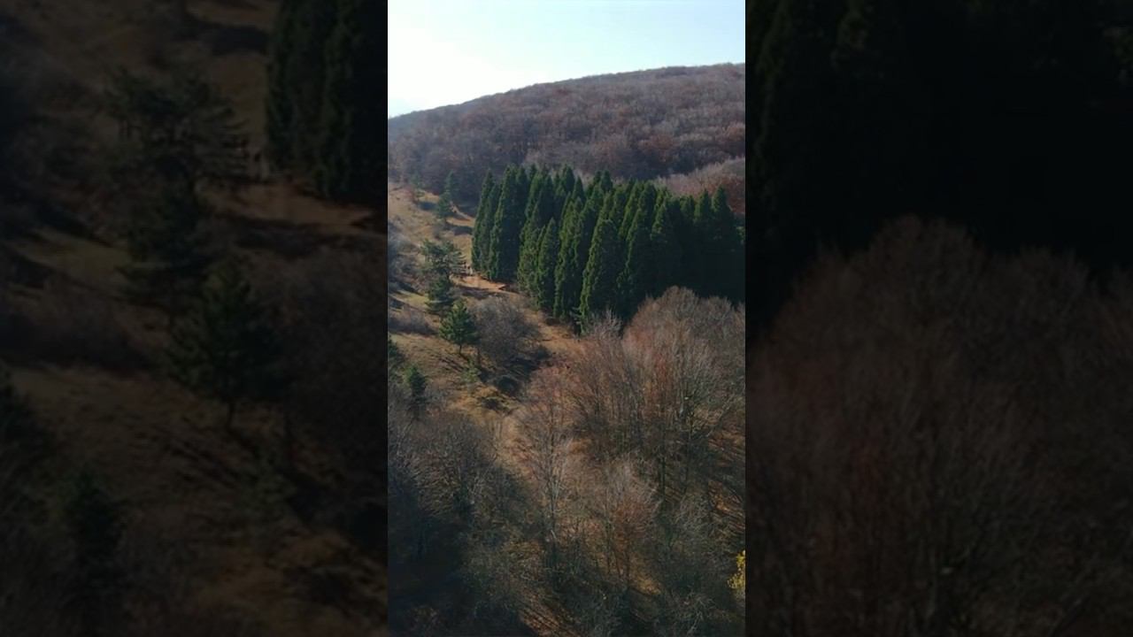 Секвойя в Крыму #секвойя #природакрыма #крым #крымскиемаршруты