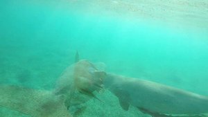 Как и почему пищит Дюгонь. How and why the Dugong squeaks. Marsa Mubarak bay. 10.2020