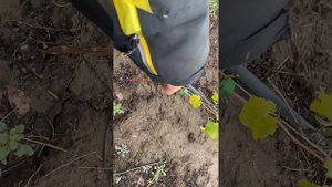 Обрезка однолетнего куста Винограда. Виноград в Татарстане!