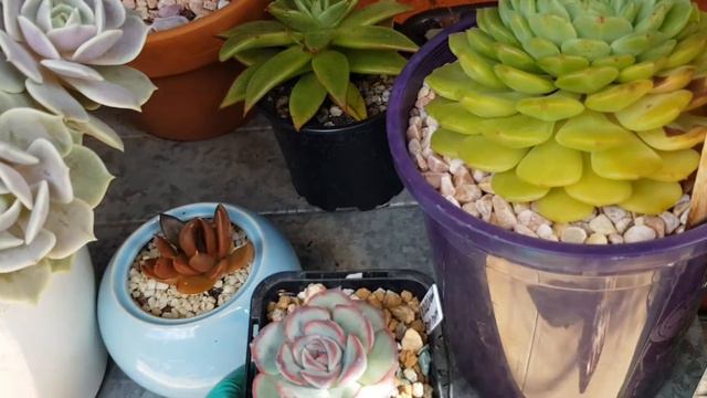 Transplantè mis Echeverias Laui Y Tours por mis Rulosas y con Caranculas todas con nombre🌵😊🌵😊💜💜💜 смотреть онлайн