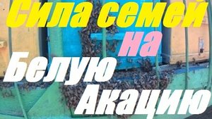Взрывное весеннее развитие пчелосемей.Изоляция пчелиной матки на Белую акацию.Расход мёда весной.