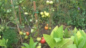 Томат  Абаканский розовый