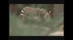 Equus zebra hartmannae - Гірська зебра Гартмана - Hartmann's mountain zebra